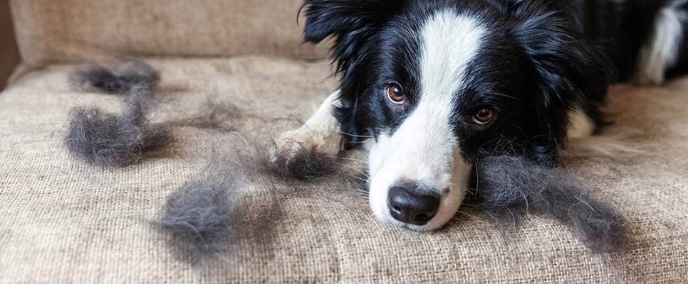 Removing dog hair from hot sale couch