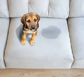 Pet Odour Removal